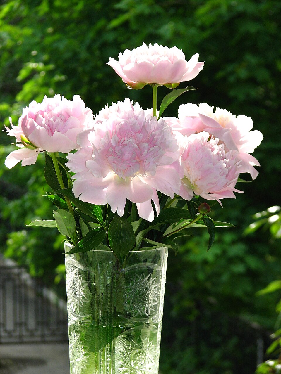 Pink peonies in a glass vase