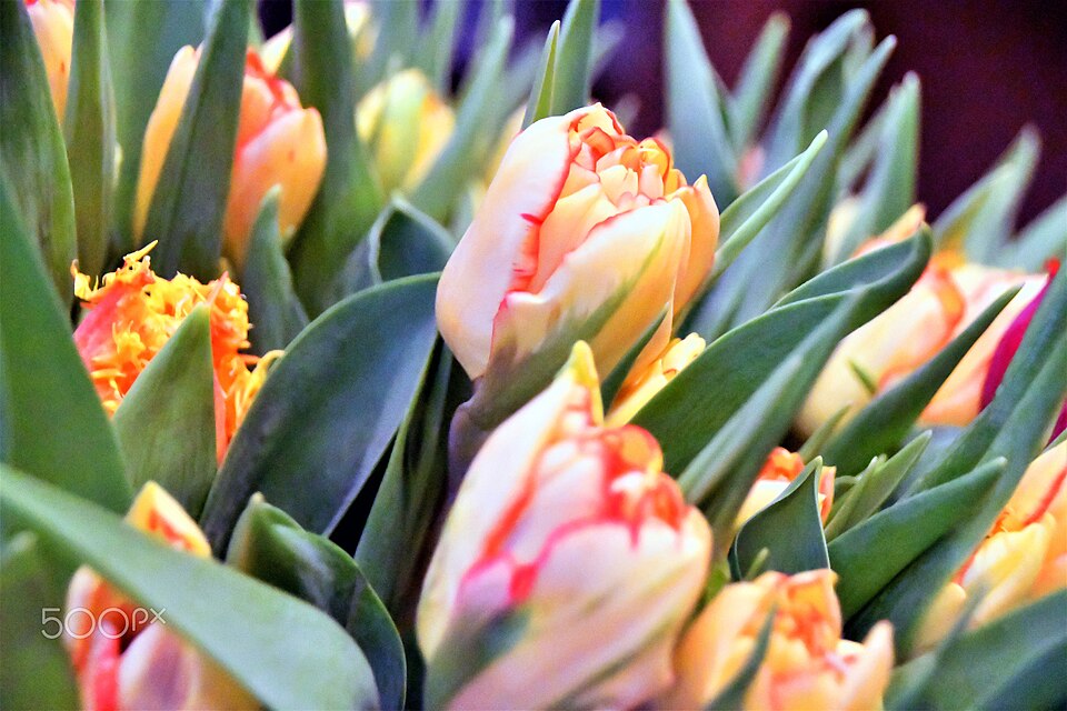 Peach-colored tulips
