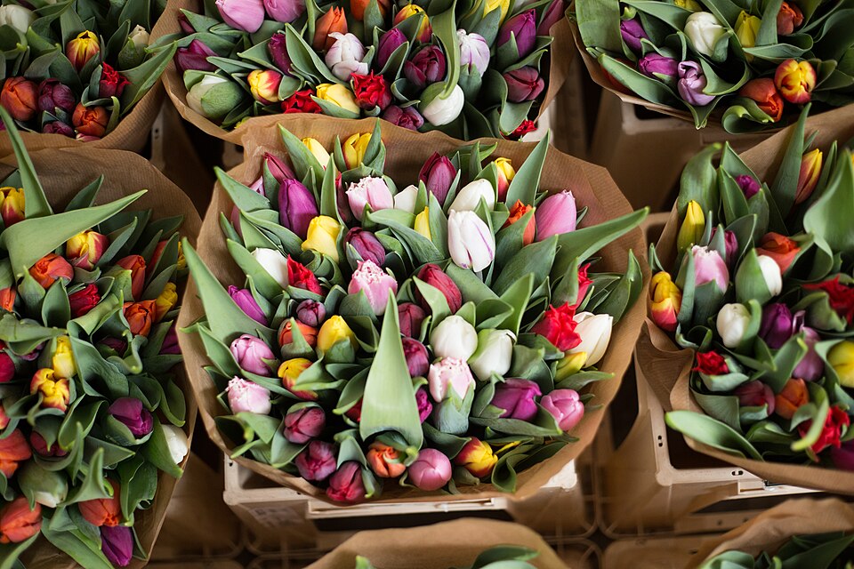 Colorful tulips