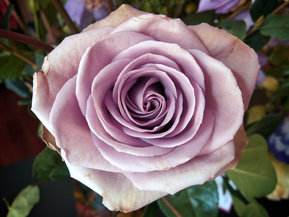 Mauve rose